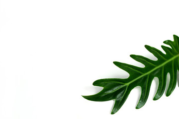 curly tropical green leaves in the corner on copy-space isolated white background with space.  You can use as a background of natural organic product with botanical style, wallpaper and etc.