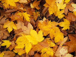 Fototapeta premium Yellow autumnal leaves as nature background.