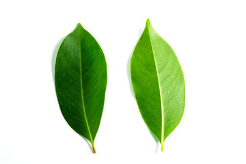 green front and back leaves on isolated white background