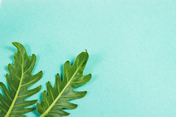 curly tropical green leaves in the corner with on isolated bright seafoam background with copy-space.  You can use as a background of natural organic product with botanical style, wallpaper and etc.