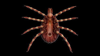 3d rendered illustration of a hyalomma tick