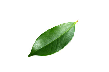 green leaf on isolated white background