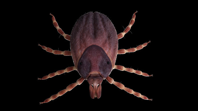 3d rendered illustration of a hyalomma tick
