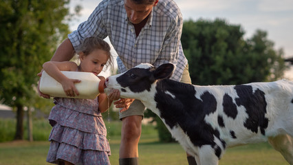 Authentic shot of young farmer father is showing to his little daughter how to feed from the bottle with dummy a newborn calf used for biological milk products industry on a farmland. - obrazy, fototapety, plakaty