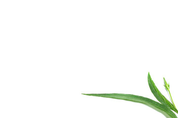 Green leaf and flower on white background with space like a corner flora frame. Template with copy-space