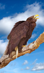 Sea eagle (Haliaeetus albicilla) portrait