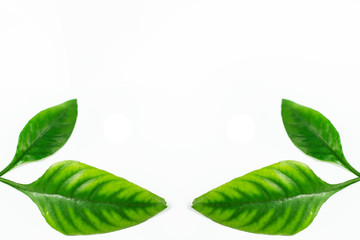 Green leaves in the corner on isolated white background with space.  You can use as a background of natural organic product with botanical style, wallpaper and etc. Template with copy-space