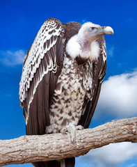 African white-backed vulture (Haliaeetus leucocephalus) portrait