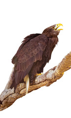 Sea eagle (Haliaeetus albicilla) portrait isolated on white background