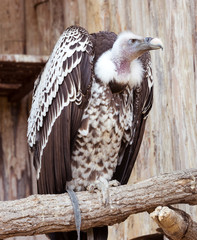 African white-backed vulture (Haliaeetus leucocephalus) portrait