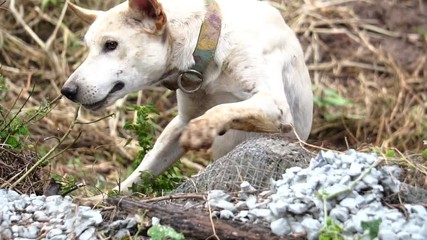 footage slow motion: The dog is white, disabled legs back, pathetic 