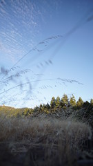 landscape with trees