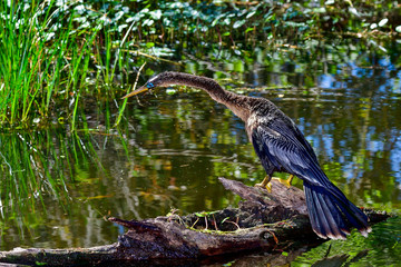 Anhinga