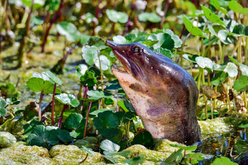 Florida Softshell turtle is peeking under surface growth.