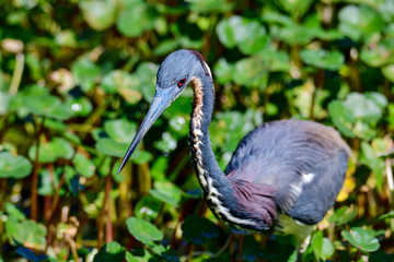 Tricolored heron waits patiently.