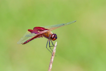 Red Saddlebags basking in the sun.