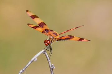 Halloween Pennant