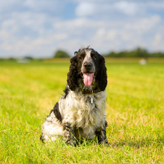 One beautiful Russian spaniel with open mouth is sitting on the green grass in a field.