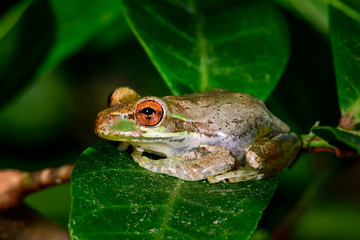 Cuban treefrog resting on the leaf