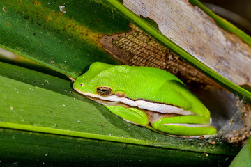 Green treefrog hiding on the tree branch