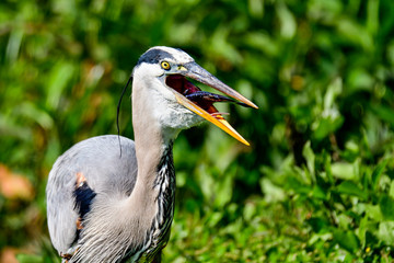 Great Blue Heron with first catch of the day.