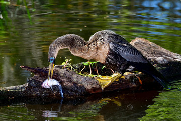 Anhinga