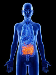 3d rendered medically accurate illustration of an old mans small intestine