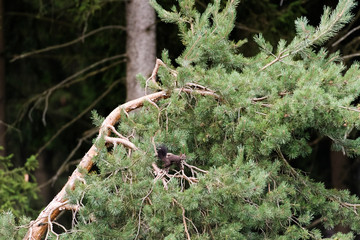 Eichhörnchen schwarz