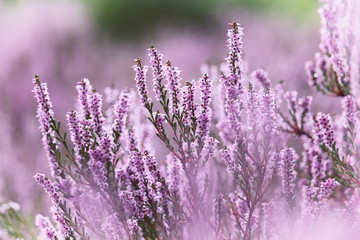Beautiful purple flowering heath/moor/heather/calluna vulgaris
