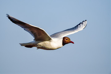 Black-headed Gull in flight