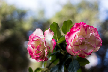 white and pink roses