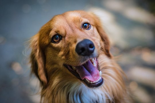 Top view portrait of young brown and white mongrel dog with mouth open showing pink tongue. Dog looking up sitting on grey pavement on a sunny summer day. Blurry background.