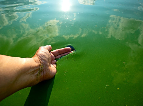 Human hand polluted with blue-green algae. Water pollution by blooming Cyanobacteria is world environmental problem. Ecology concept of polluted nature.