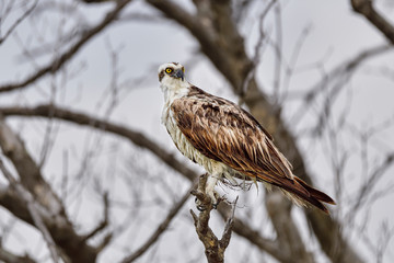 Osprey parent is guarding nest close by on the tree.
