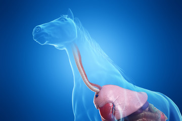 3d rendered medically accurate illustration of a horses organs