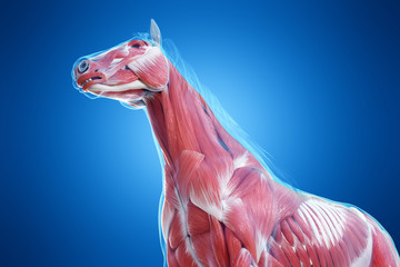 3d rendered medically accurate illustration of a horses muscle anatomy © Sebastian Kaulitzki