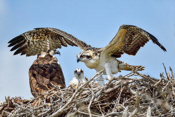 Young Osprey is training it's wings to be able to leave the nest soon and make the first flight.