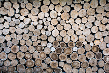 logging, felled trees for heating in winter. Abstract background. Wood texture