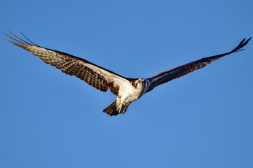 Osprey searching for a meal at dawn.