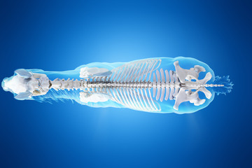 3d rendered medically accurate illustration of a horses skeleton © Sebastian Kaulitzki