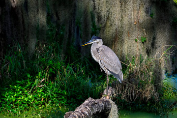 Great Blue Heron in the habitat.