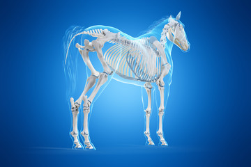 Obraz na płótnie Canvas 3d rendered medically accurate illustration of a horses skeleton