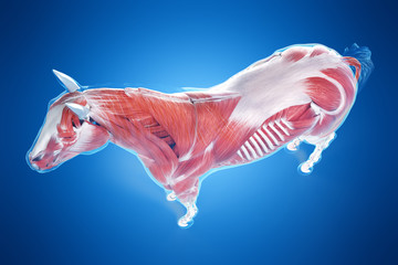 3d rendered medically accurate illustration of a horses muscle anatomy © Sebastian Kaulitzki