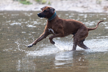 Rhodesian ridgeback dog playing in stream