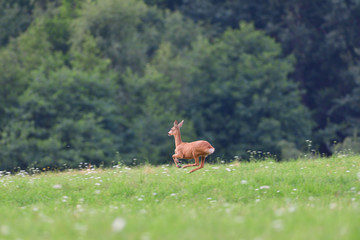 Mum doe with a fawn jumps quickly into the forest from danger