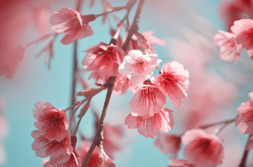 backgrounds of cherry blossoms and sakura trees with pastel colors in a vintage and very sweet atmosphere