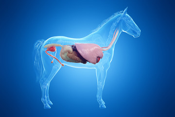 3d rendered medically accurate illustration of a horses organs © Sebastian Kaulitzki