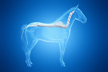 3d rendered medically accurate illustration of a horses spine © Sebastian Kaulitzki