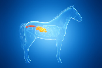 3d rendered medically accurate illustration of a horses small intestine © Sebastian Kaulitzki