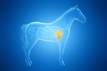 3d rendered medically accurate illustration of a horses heart © Sebastian Kaulitzki
